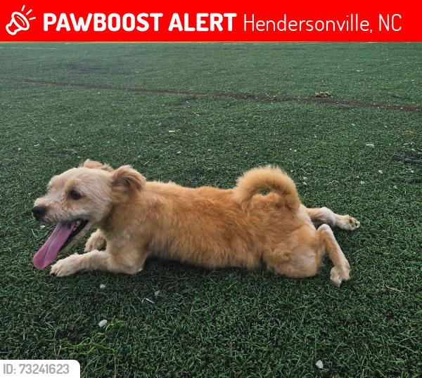 Lost Male Dog last seen Near block of Chinney Rock Rd, Hendersonville, NC 28792