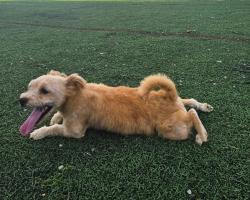 Lost Male Dog last seen Near block of Chinney Rock Rd, Hendersonville, NC 28792