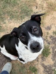 Reunited Male Dog last seen Huebner/Babcock, San Antonio, TX 78240