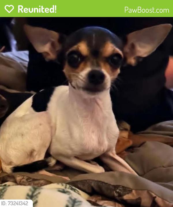 Reunited Female Dog last seen East mebane st burlington nc, Burlington, NC 27215