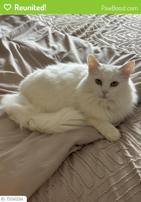 Reunited Female Cat last seen Near Boswell lane, clayton, Clayton, NC 27527