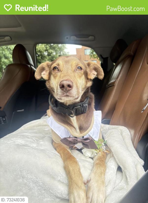 Reunited Male Dog last seen Near w Atlantic st, Philadelphia, PA 19140