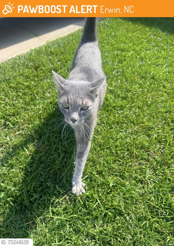 Found/Stray Female Cat last seen Warren rd Erwin nc, Erwin, NC 28339