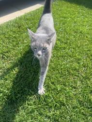 Found/Stray Female Cat last seen Warren rd Erwin nc, Erwin, NC 28339