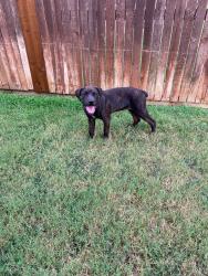 Reunited Female Dog last seen I-35 and Barthold Rd, Denton, TX 76207