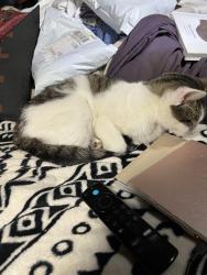 Lost Female Cat last seen South Lake, Nashville, TN 37211