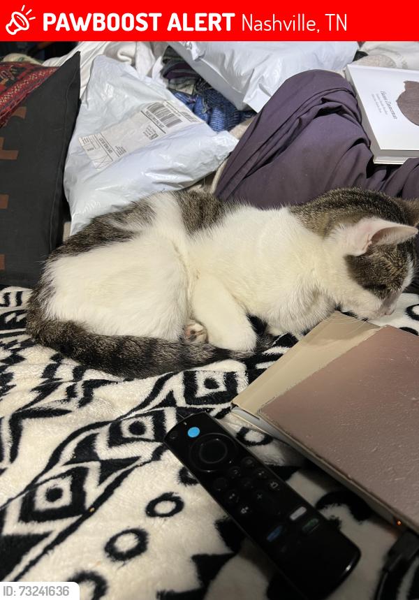 Lost Female Cat last seen South Lake, Nashville, TN 37211