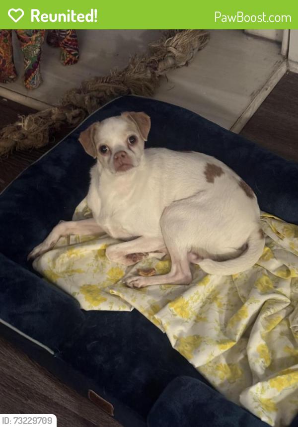 Reunited Male Dog last seen Baymar drive, Raleigh, NC 27612