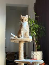 Lost Male Cat last seen Marano drive and anthem parkway, Ave Maria, FL 34142