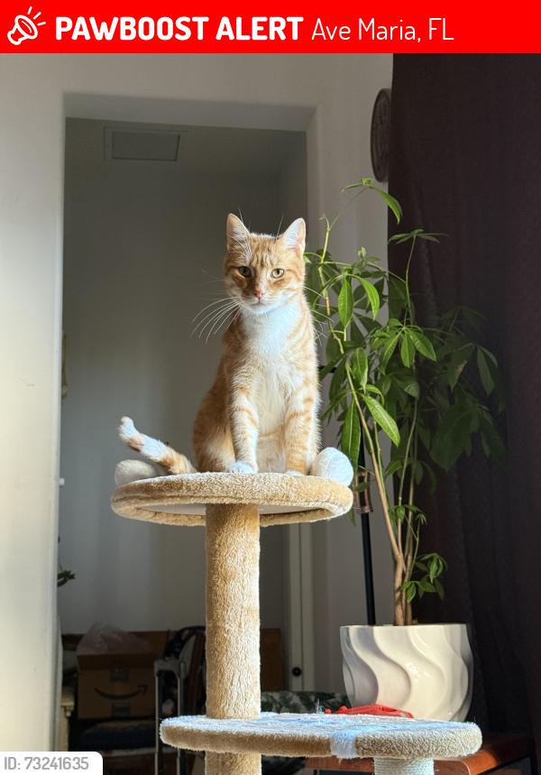 Lost Male Cat last seen Marano drive and anthem parkway, Ave Maria, FL 34142