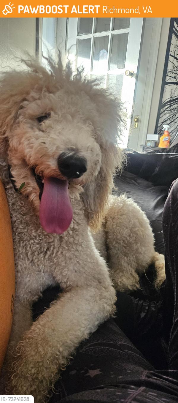 Found/Stray Male Dog last seen North ave and Overbrook ave, Richmond, VA 23222