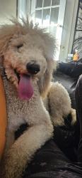 Found/Stray Male Dog last seen North ave and Overbrook ave, Richmond, VA 23222