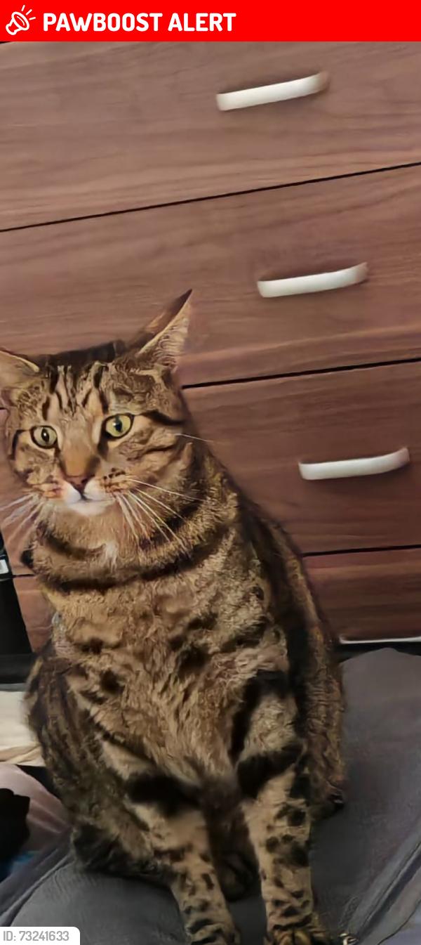 Lost Male Cat last seen Kitts Green, Birmingham, B33, West Midlands, England B33