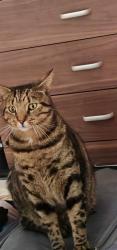 Lost Male Cat last seen Kitts Green, Birmingham, B33, West Midlands, England B33