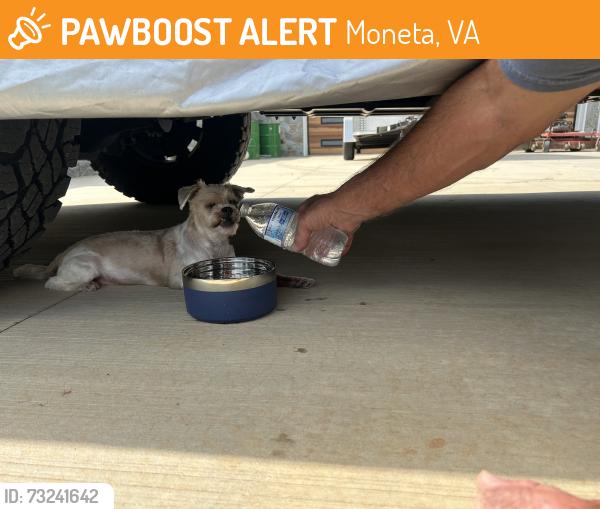 Found/Stray Male Dog last seen Buccaneer and cutlass, Moneta, VA 24121