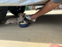 Found/Stray Male Dog last seen Buccaneer and cutlass, Moneta, VA 24121