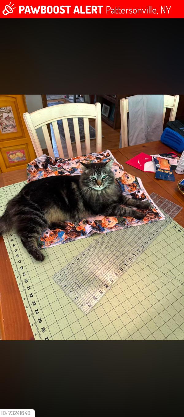 Lost Male Cat last seen 5s and Elm St. near Mobil station, Pattersonville, NY 12137