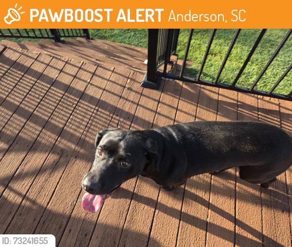 Found/Stray Female Dog last seen Near Ingle's, Hwy 24, Anderson, SC - off Whitehall road, Anderson, SC 29626