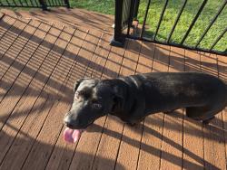 Found/Stray Female Dog last seen Near Ingle's, Hwy 24, Anderson, SC - off Whitehall road, Anderson, SC 29626