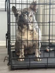 Reunited Female Dog last seen Near Easton Drive, Locust Grove, GA 30248