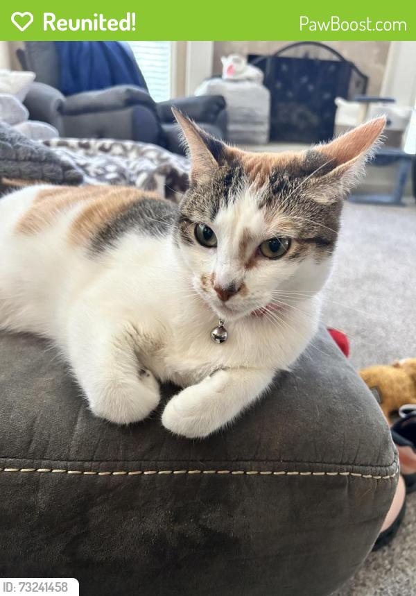 Reunited Female Cat last seen 147th terrace and eby, Overland Park, KS 66221