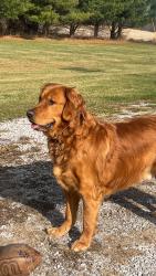 Lost Male Dog last seen Nicholson and Allen, Fowlerville, MI 48836