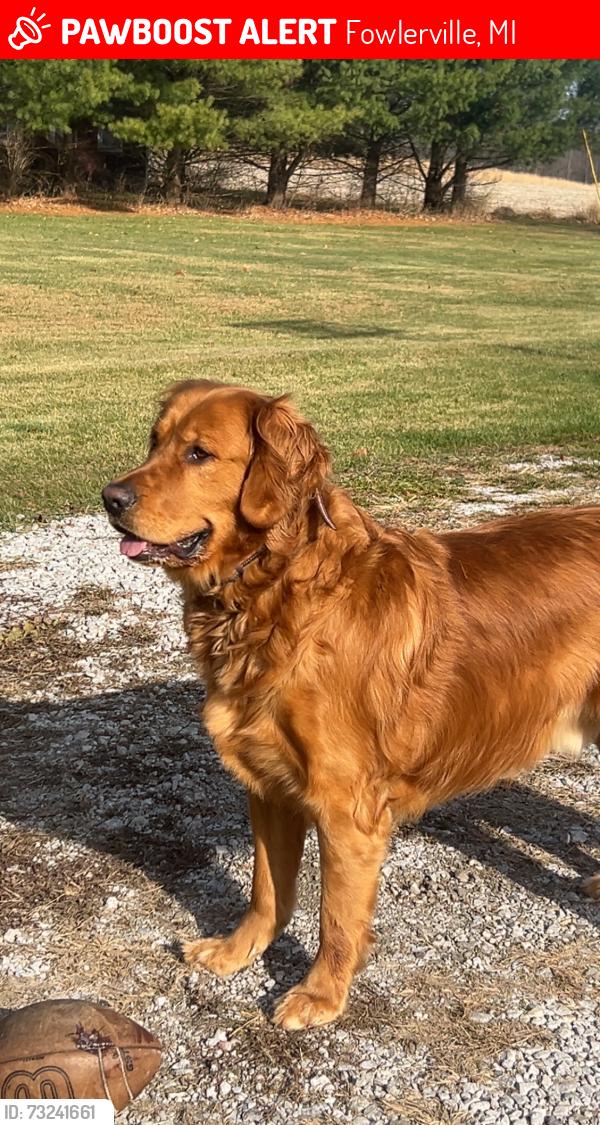 Lost Male Dog last seen Nicholson and Allen, Fowlerville, MI 48836