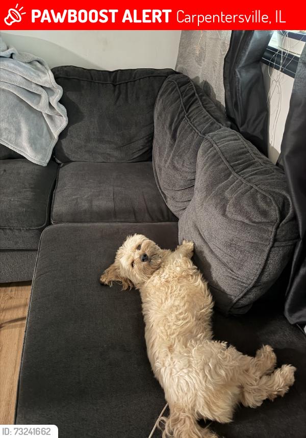 Lost Male Dog last seen Berkshire circle, Carpentersville, IL 60110