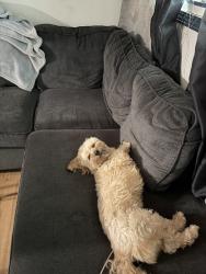 Lost Male Dog last seen Berkshire circle, Carpentersville, IL 60110