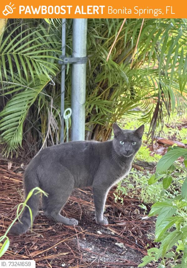 Found/Stray Unknown Cat last seen Oak lane, Bonita Springs, FL 34135