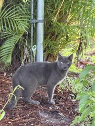 Found/Stray Unknown Cat last seen Oak lane, Bonita Springs, FL 34135