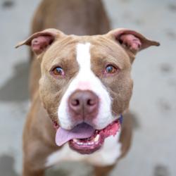 Shelter Stray Female Dog last seen Near Covington Hwy, 30058, GA, 3280 Chamblee Dunwoody Rd, Chamblee, GA 30341, USA