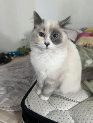 Found/Stray Female Cat last seen Davies road padstow, Padstow, NSW 2211