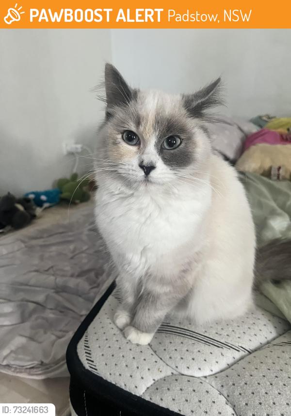 Found/Stray Female Cat last seen Davies road padstow, Padstow, NSW 2211