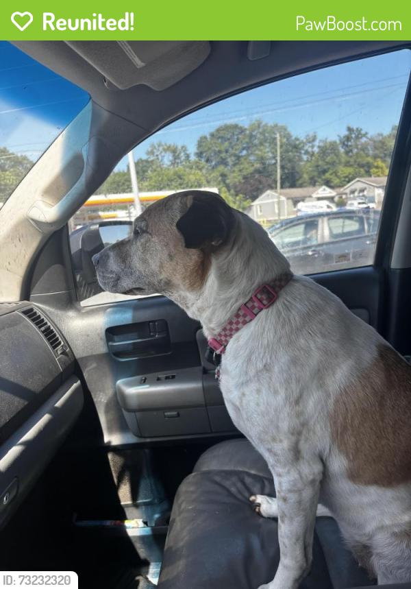 Reunited Female Dog last seen Shopping center behind target on Chapel Hill Rd., Douglasville, GA 30135
