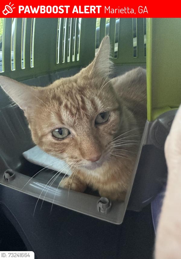 Lost Male Cat last seen Addison rd, Marietta, GA 30066