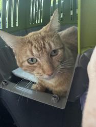 Lost Male Cat last seen Addison rd, Marietta, GA 30066