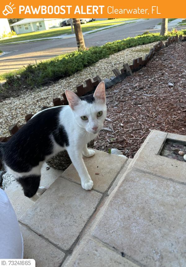 Found/Stray Female Cat last seen Engman and N Garden, Clearwater, FL 33755