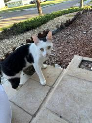 Found/Stray Female Cat last seen Engman and N Garden, Clearwater, FL 33755