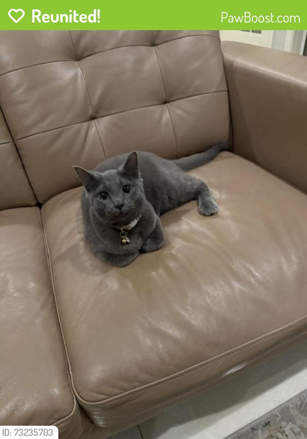 Reunited Female Cat last seen River Crest Community/ River Bank St, Sterling, VA 20165