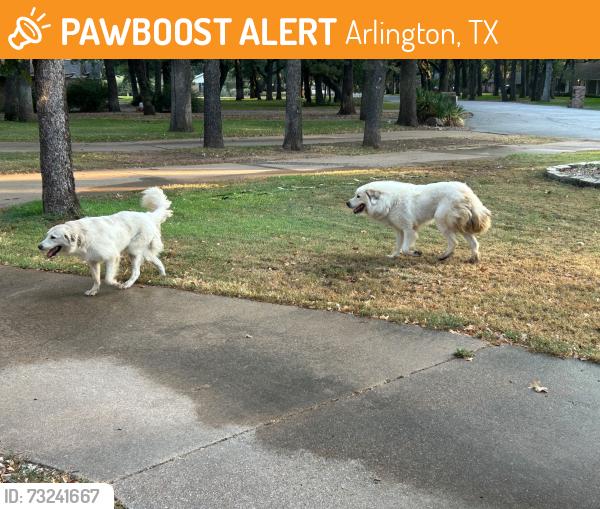 Found/Stray Unknown Dog last seen Kelley Elliot and Sublett, Arlington, TX 76001