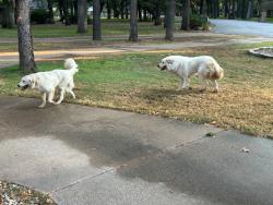 Found/Stray Unknown Dog last seen Kelley Elliot and Sublett, Arlington, TX 76001