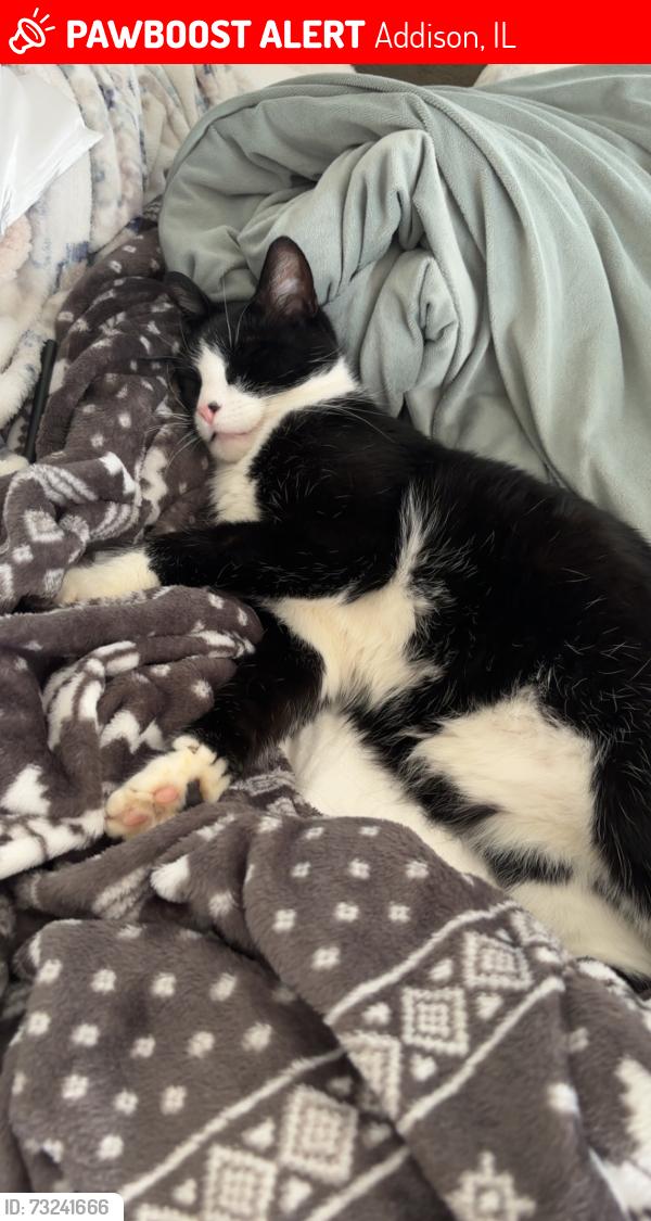 Lost Male Cat last seen Silver cross hosp, Addison, IL 60101