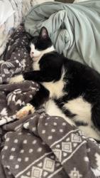 Lost Male Cat last seen Silver cross hosp, Addison, IL 60101