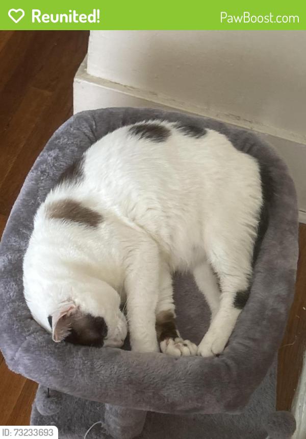 Reunited Male Cat last seen Broad, Rochester, NY 14606
