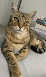 Lost Female Cat last seen Palm Drive and Avenida Descanso, Desert Hot Springs, CA 92240