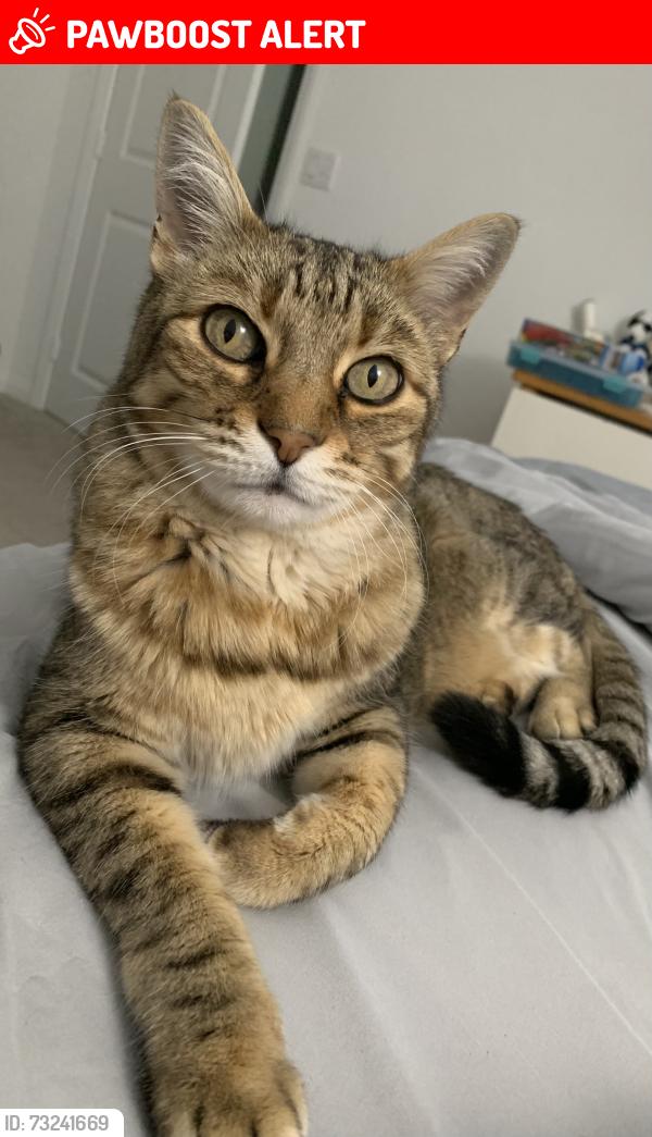 Lost Female Cat last seen Palm Drive and Avenida Descanso, Desert Hot Springs, CA 92240