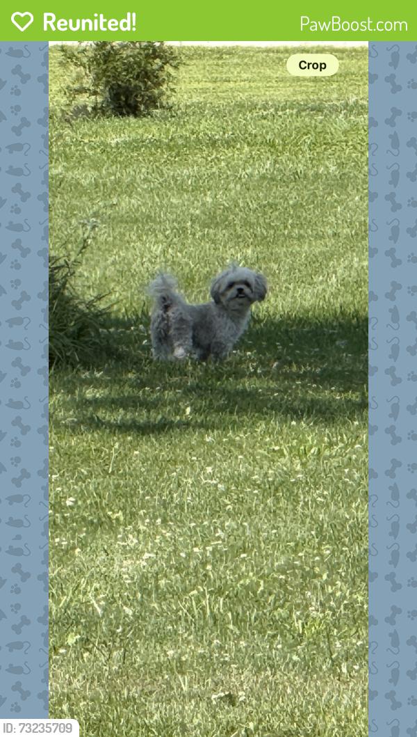 Reunited Female Dog last seen Capac and Gould, Berlin Township, MI 48002