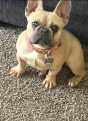 Lost Female Dog last seen Avalon and Jackson, West Memphis, AR 72301