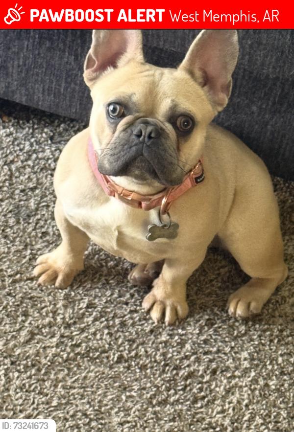 Lost Female Dog last seen Avalon and Jackson, West Memphis, AR 72301